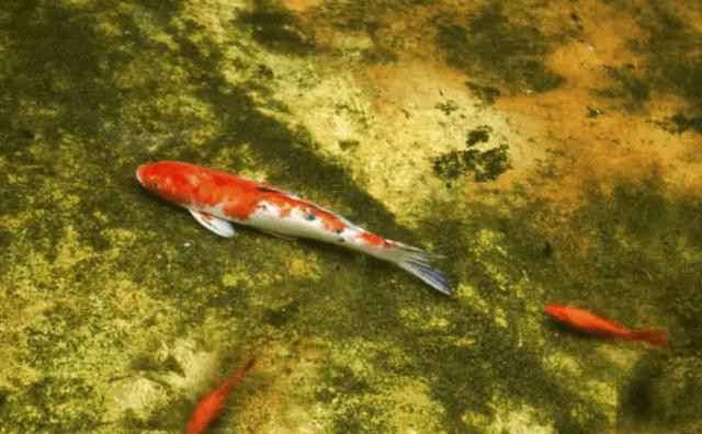 Nguyên nhân cá cảnh nằm đáy