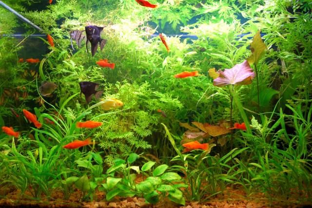 Vì sao không phải loài cá nào cũng nuôi chung