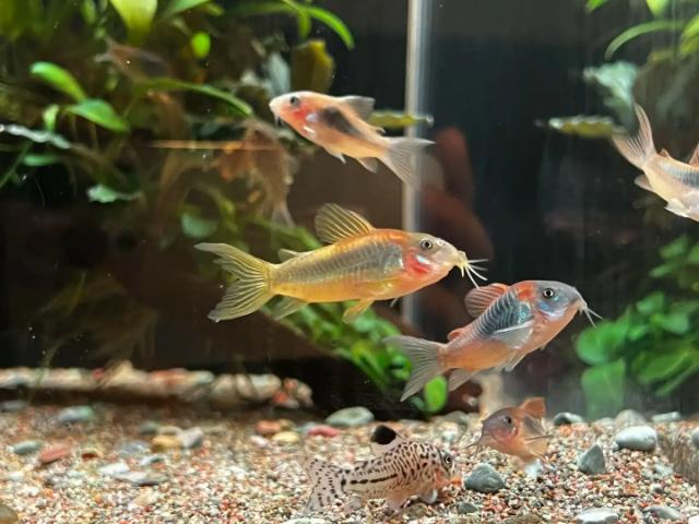 Xử lý cá cảnh nằm đáy