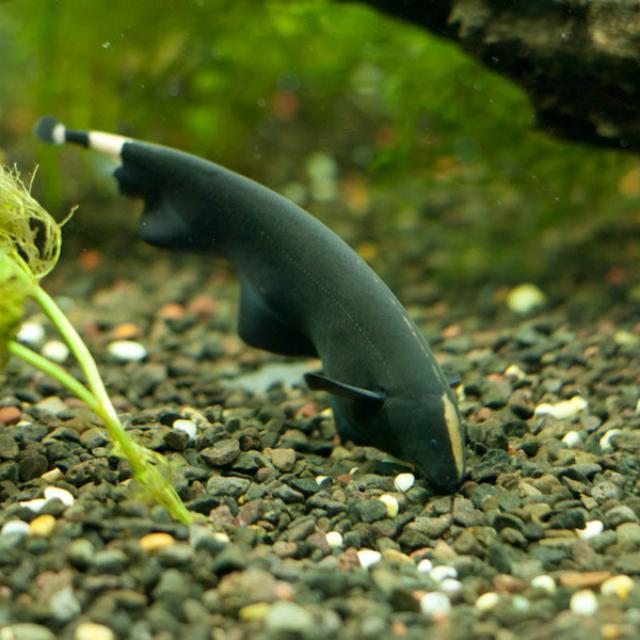 Cá lông gà ăn gì