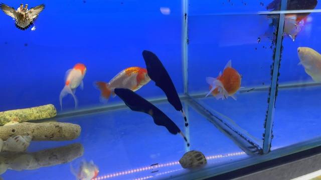 Cá lông gà nuôi chung với cá nào