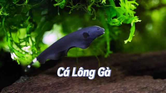 Cá lông gà