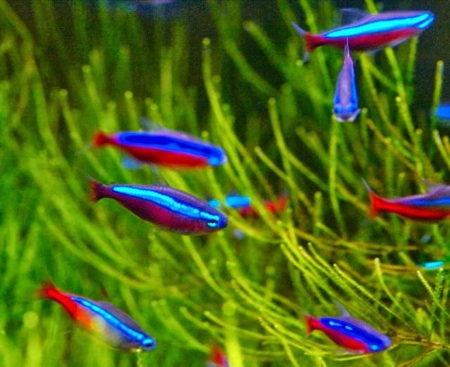Cá Neon