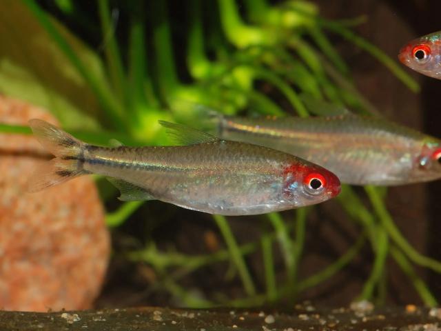 Cá sóc đầu đỏ