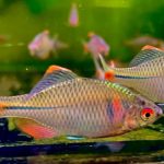 Cá thè be ngũ sắc