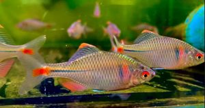 Cá thè be ngũ sắc