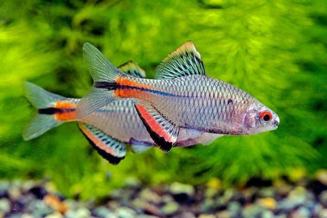 Hướng dẫn kỹ thuật nuôi cá thè be