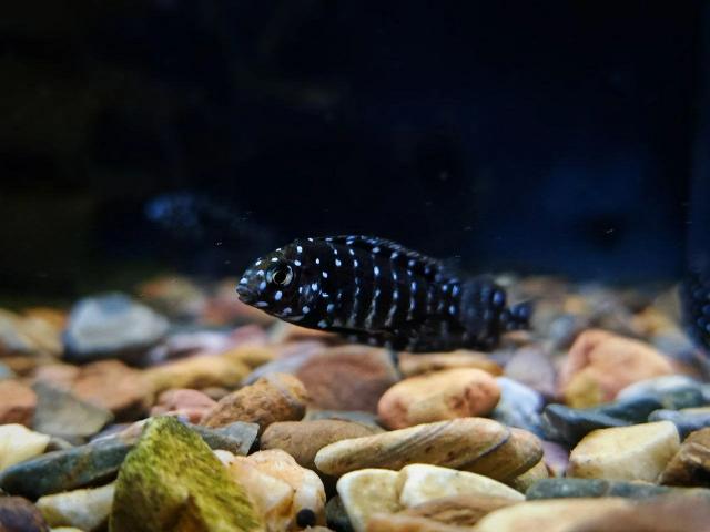 Kích thước bể và môi trường của cá