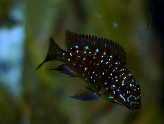 Tập tính lãnh thổ của cá Ali sao