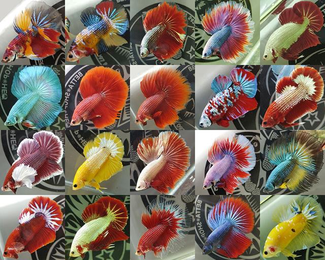 các loại cá , màu cá nên nuôi theo mệnh gia chủ