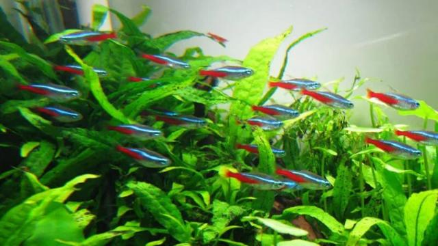 Vẻ đẹp cá bơi theo đàn