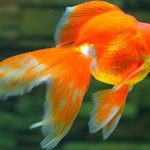 Dấu hiệu cá sắp đẻ