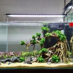 bể cá mini để bàn