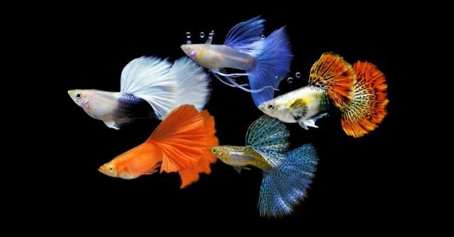 các loại cá cảnh đẻ con
