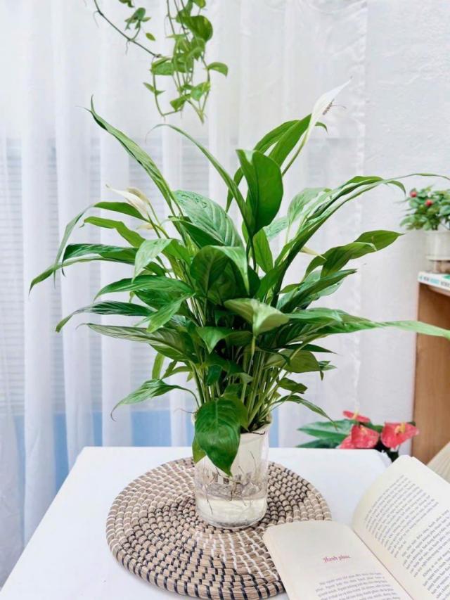 Chăm sóc chậu cây thủy sinh để xanh lâu