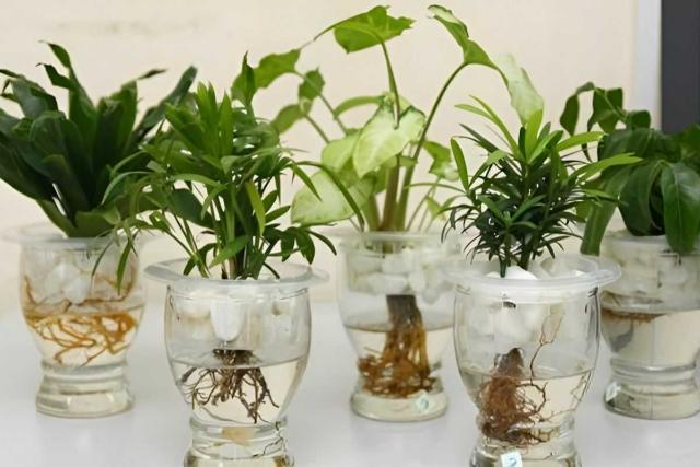 Chậu trồng cây thủy sinh