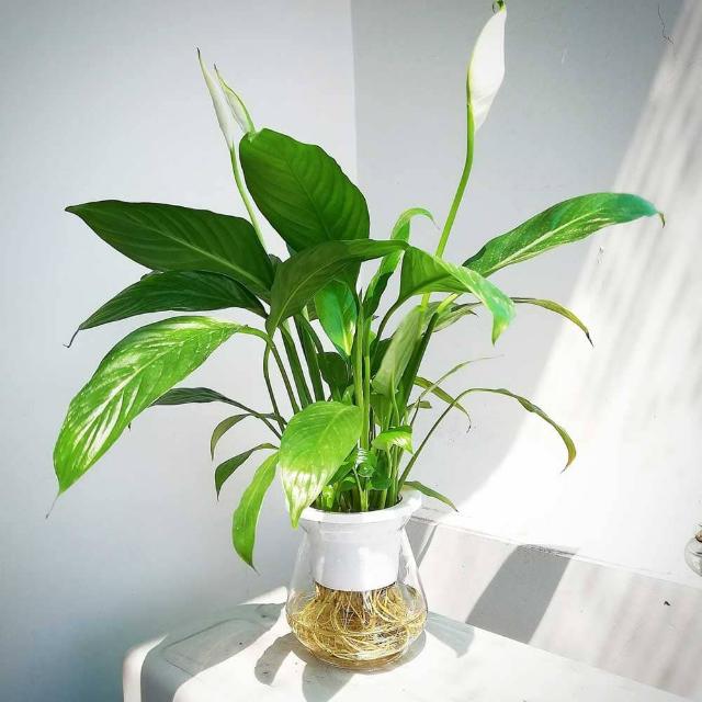 Chọn cây thủy sinh phù hợp