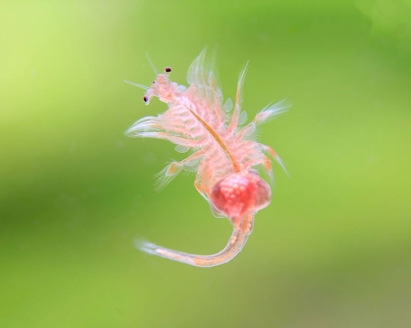 Artemia trưởng thành trên nền xanh