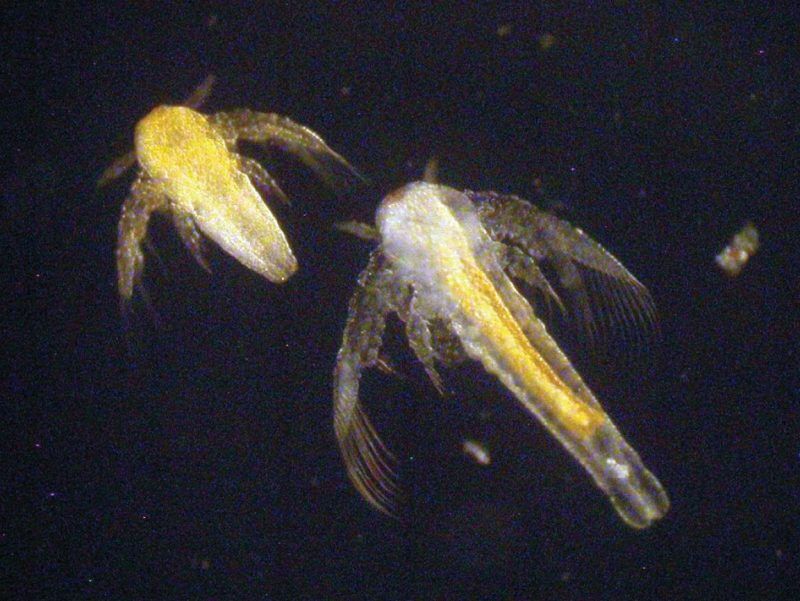 Ấu trùng Artemia mới nở