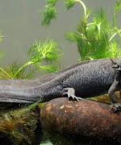 Khủng Long 6 Sừng Axolotl 4 Axolotl màu đen nằm trên khúc gỗ trong bể