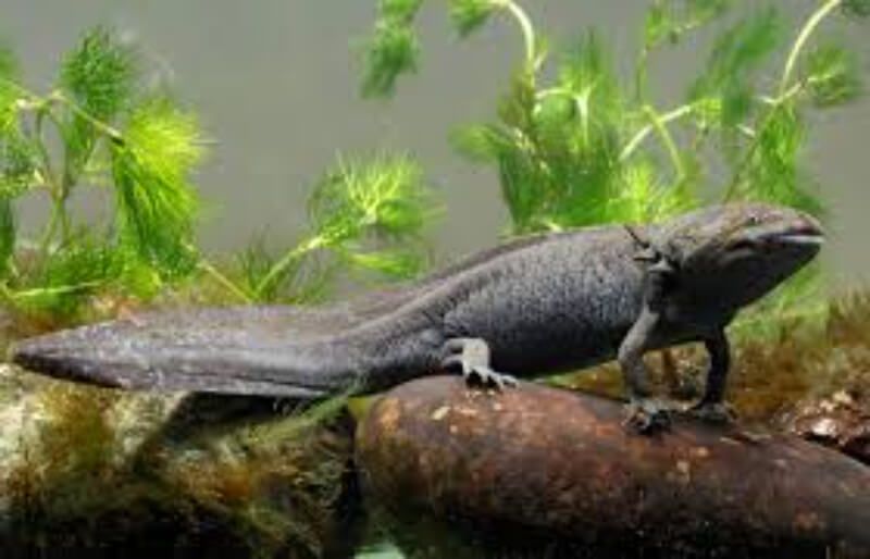 Khủng Long 6 Sừng Axolotl 2 Axolotl màu đen nằm trên khúc gỗ trong bể