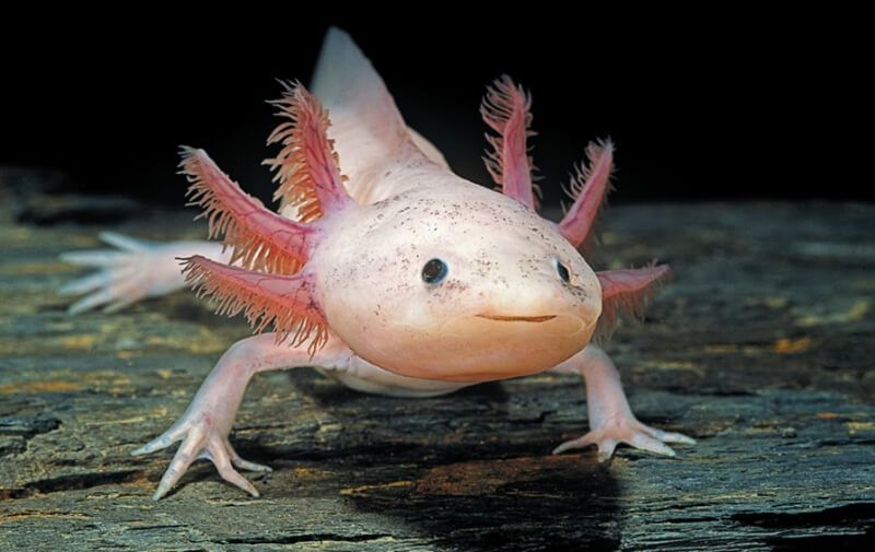 Khủng Long 6 Sừng Axolotl 6 Axolotl màu hồng với mang ngoài màu đỏ