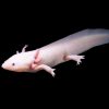 Axolotl màu trắng đang bơi trong nước