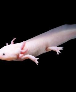 Axolotl màu trắng đang bơi trong nước