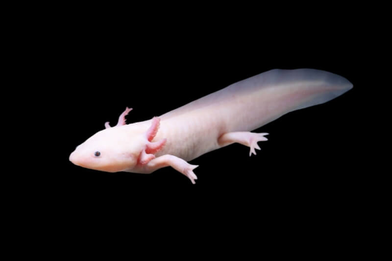 Khủng Long 6 Sừng Axolotl 1 Axolotl màu trắng đang bơi trong nước