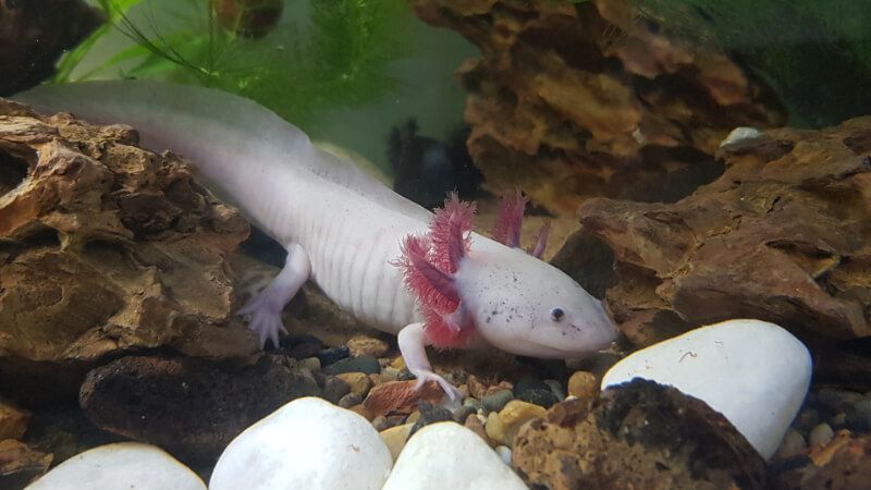 Khủng Long 6 Sừng Axolotl 7 Axolotl màu trắng trong bể thủy sinh