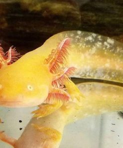 Khủng Long 6 Sừng Axolotl 5 Axolotl màu vàng trong bể nước