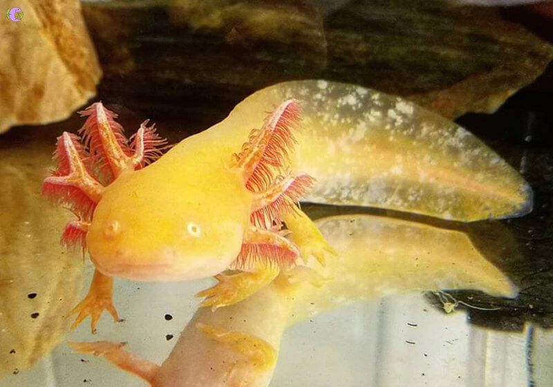 Khủng Long 6 Sừng Axolotl 3 Axolotl màu vàng trong bể nước