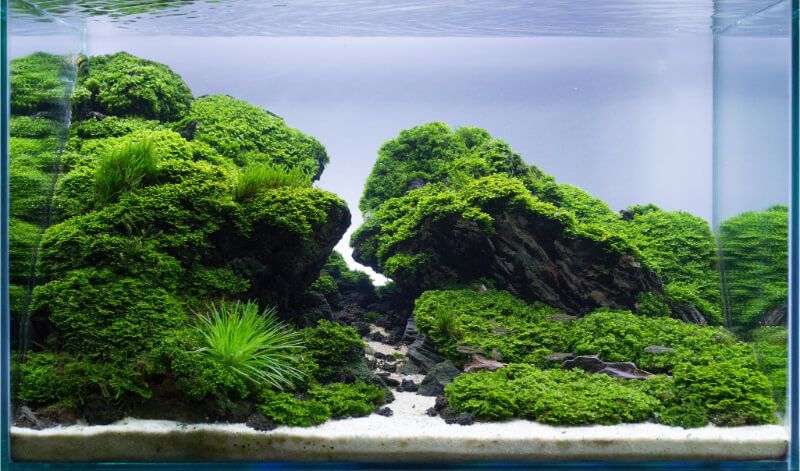 Bể thủy sinh bố cục đá với cây xanh phủ nền