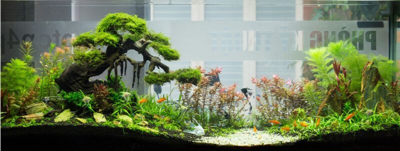 Bể thủy sinh bố cục lũa, đá và cây xanh