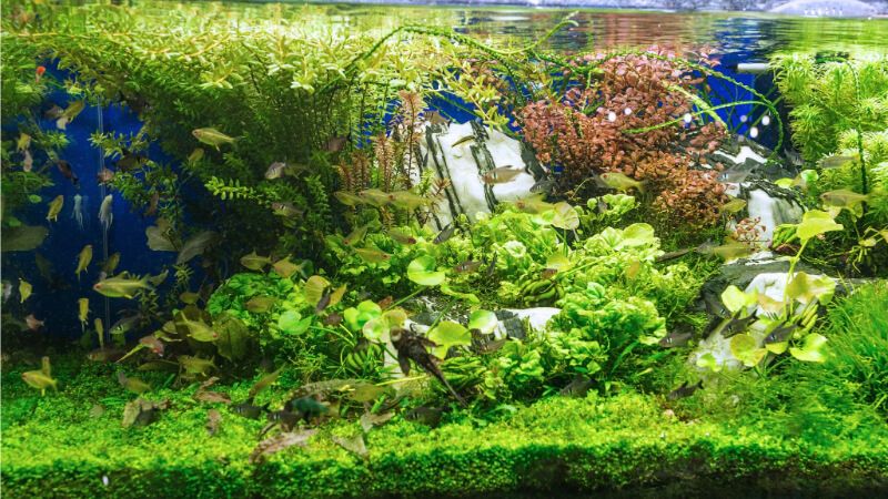 Bể thủy sinh nhiều cây xanh và cá nhỏ