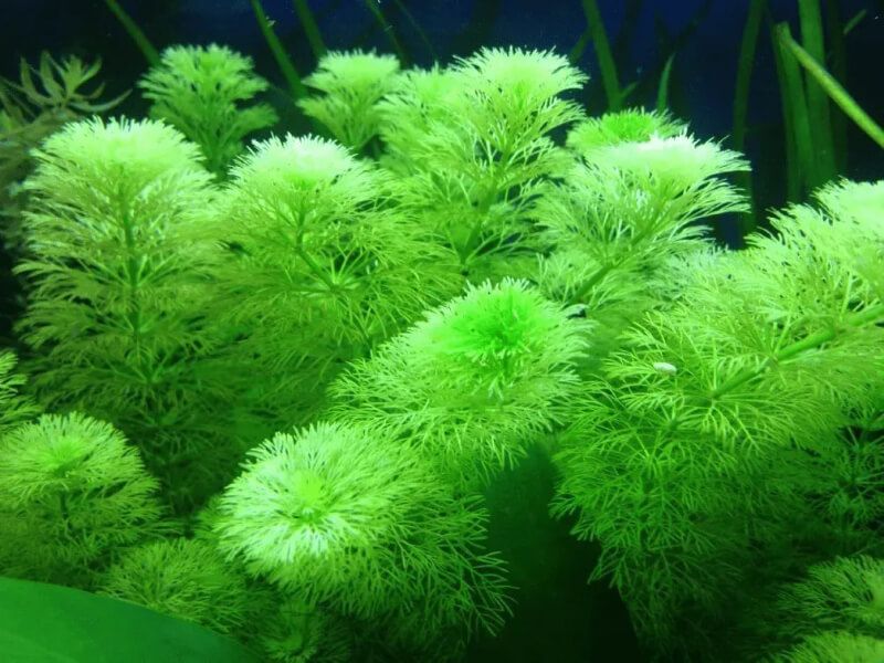 Bụi rong đuôi chồn xanh trong hồ cá