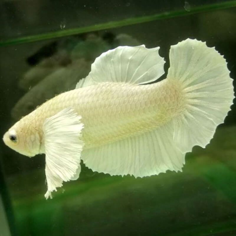 Cá Betta dumbo halfmoon mái màu trắng trong bể kính.