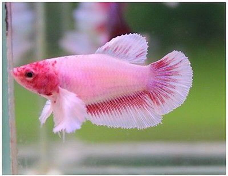 Cá Betta dumbo mái màu hồng trắng, vây ngực lớn.
