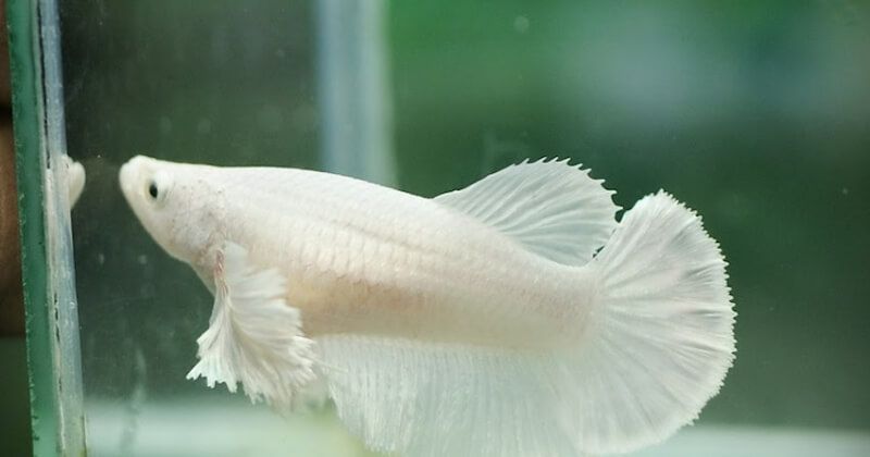 Cá Betta dumbo mái màu trắng, thân thon và vây ngắn.