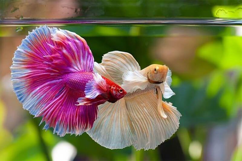 Cá Betta đuôi dài màu trắng đỏ xanh đang bơi gần mặt nước.