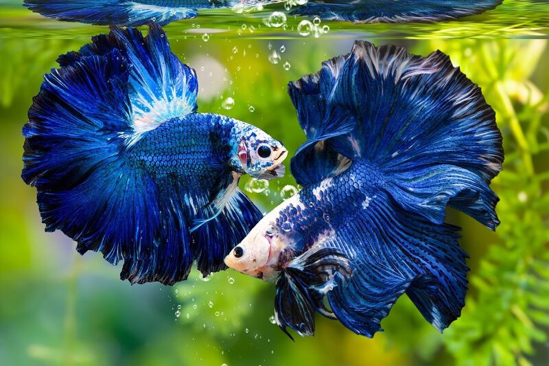 Cá Betta đuôi dài màu xanh trắng đang bơi trong bể thủy sinh.