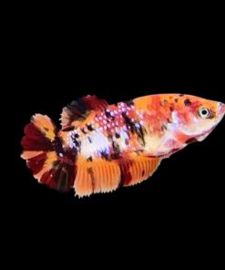 Cá Betta koi mái màu cam, trắng và đen trên nền tối.