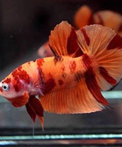 Cá Betta koi nemo mái màu cam đỏ, vây xòe nhẹ.