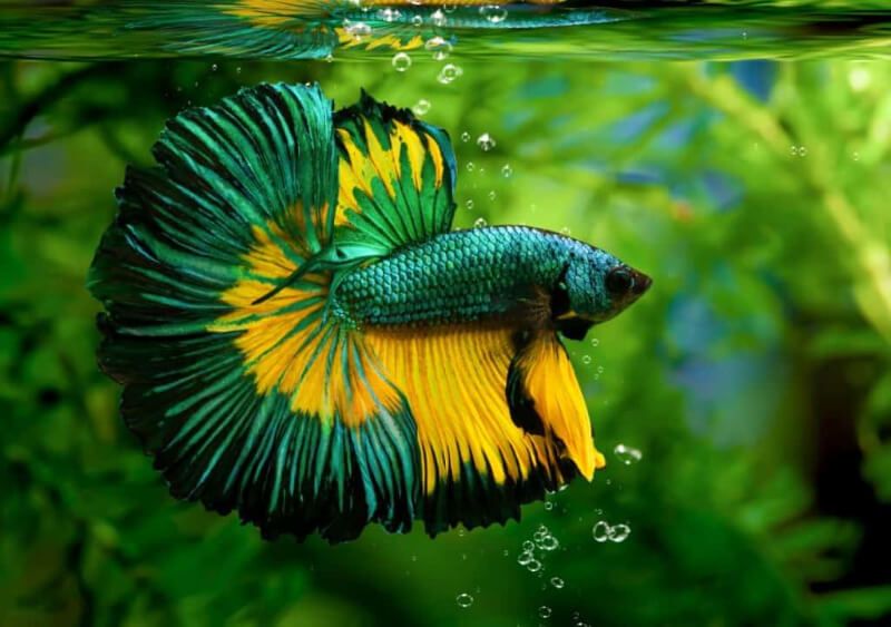 Cá Betta màu xanh vàng với đuôi xòe rộng trong bể thủy sinh.