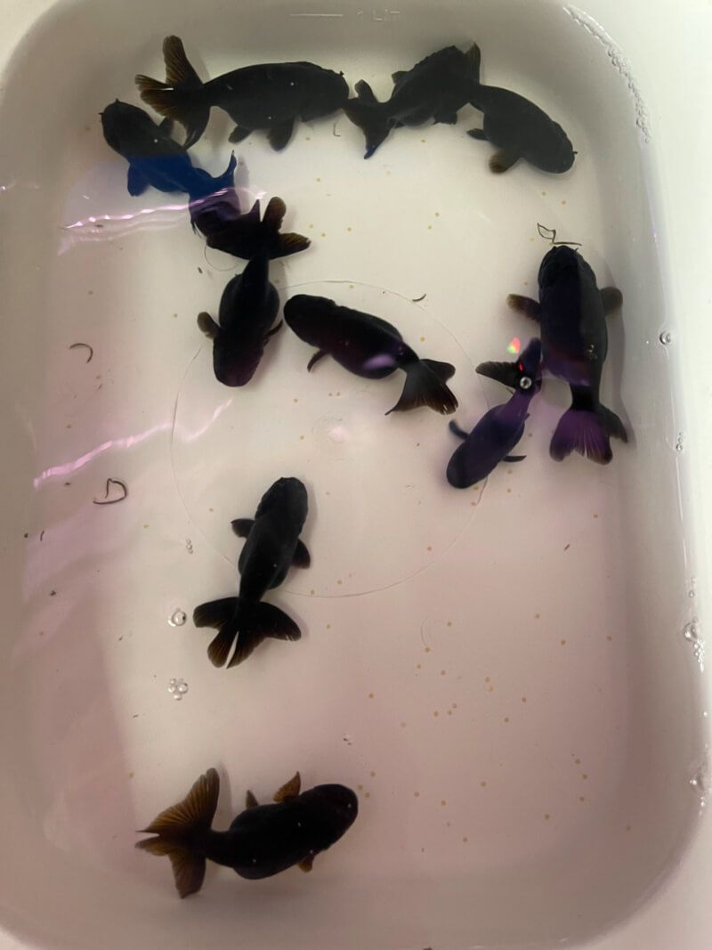 Cá Ranchu đen nhìn từ trên xuống