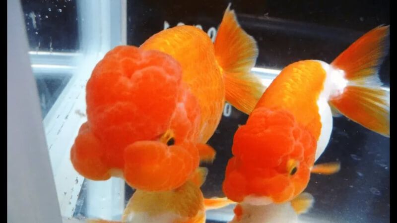 Cá Ranchu đỏ cam đầu lân to