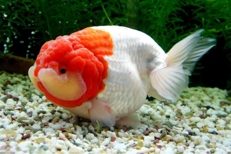 Cá Ranchu đỏ trắng đầu lân nổi bật