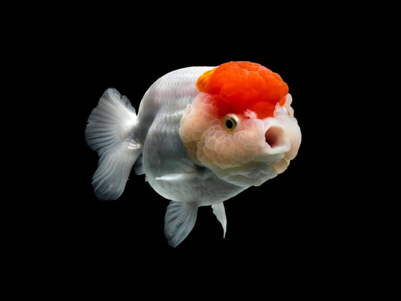 Cá Ranchu đỏ trắng nổi bật trên nền đen