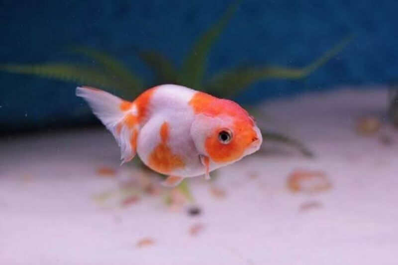Cá Ranchu mini đỏ trắng
