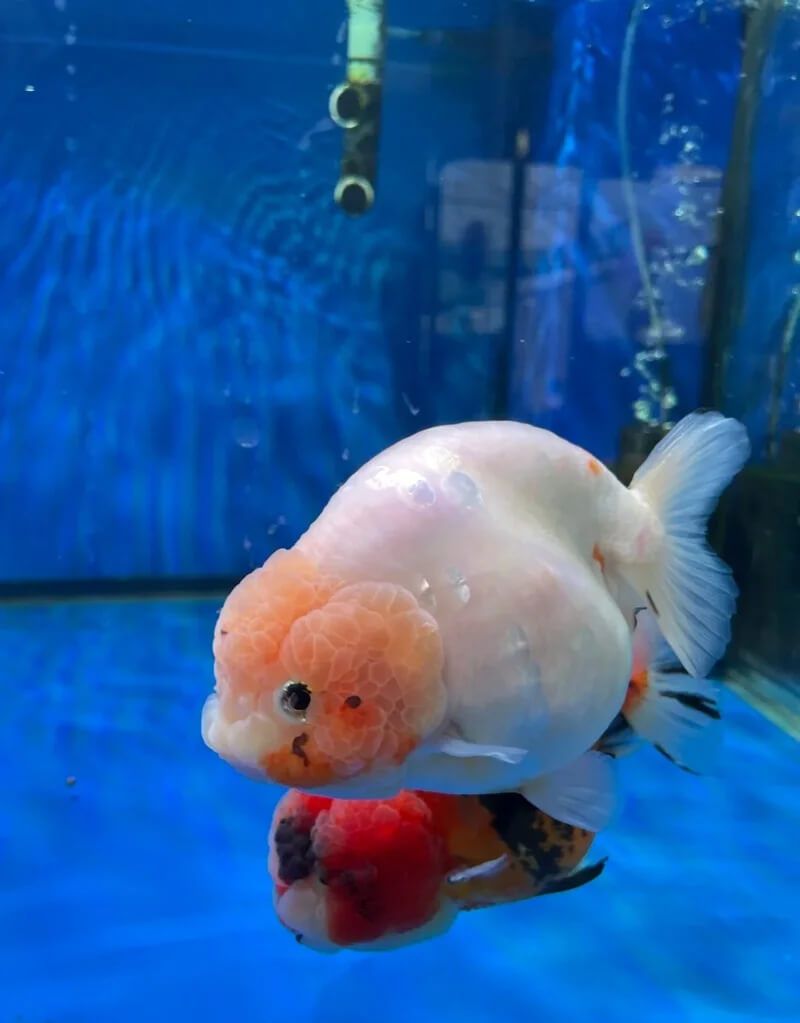 Cá Ranchu trắng đầu cam trong bể